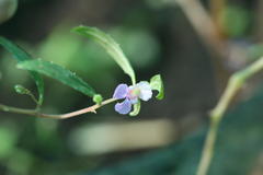 Impatiens mysorensis